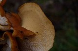 Royoporus badius image