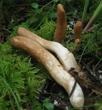 Hypocrea nybergiana image