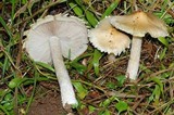 Inocybe rimosa image