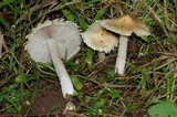 Inocybe rimosa image