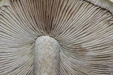 Inocybe rimosa image