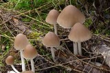 Psathyrella longipes image