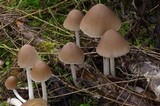 Psathyrella longipes image