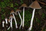 Psathyrella longipes image