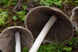 Psathyrella longipes image