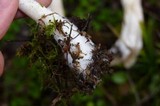 Psathyrella longipes image