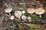 Inocybe ionocephala image