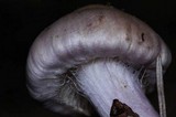 Inocybe ionocephala image