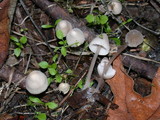 Mycena alcalina image