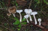 Hygrophorus agathosmus image