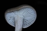 Hygrophorus agathosmus image