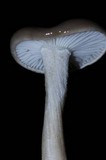 Hygrophorus agathosmus image