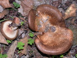 Paxillus involutus image