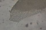 Collybia cirrhata image