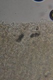Collybia cirrhata image