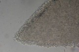 Collybia cirrhata image