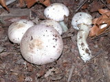 Agaricus californicus image