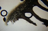 Flammulina velutipes var. lupinicola image