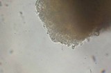 Flammulina velutipes var. lupinicola image