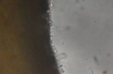 Flammulina velutipes var. lupinicola image