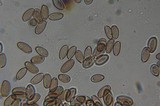 Psilocybe pelliculosa image