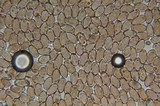 Psilocybe pelliculosa image