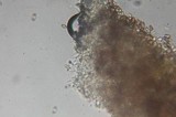Psilocybe pelliculosa image