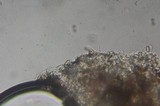 Psilocybe pelliculosa image