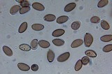 Psilocybe semilanceata image