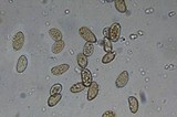Inocybe rimosa image