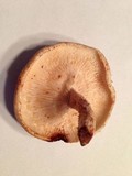 Lentinula edodes image