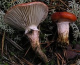 Gomphidius roseus image