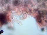 Psathyrella longipes image