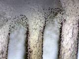 Psathyrella longipes image