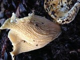 Cantharellus subalbidus image