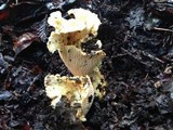 Cantharellus subalbidus image
