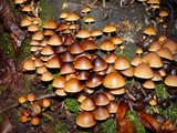 Psathyrella piluliformis image