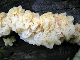 Ductifera pululahuana image