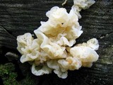 Ductifera pululahuana image