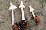 Entoloma stylophorum image