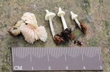 Entoloma stylophorum image
