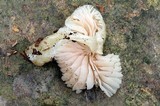 Entoloma stylophorum image