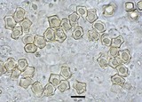 Entoloma stylophorum image