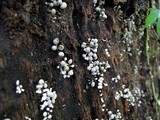 Phleogena faginea image