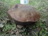 Tylopilus porphyrosporus image
