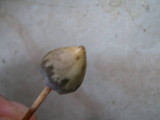 Psilocybe semilanceata image