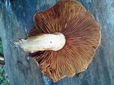 Gymnopilus ventricosus image