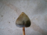 Psilocybe semilanceata image