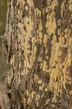 Coniophora puteana image