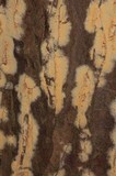 Coniophora puteana image